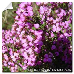 Erica australis